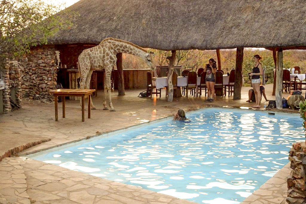 Etosha National Park, Okutala African Quest, Okutala Lodge, Xplorer Experience, Giraffe, Lapa, Pool, Afrikarma, Afrikarma Safaris, Afrikarma Safaris – Wildnis. Hautnah., afrikarma.de