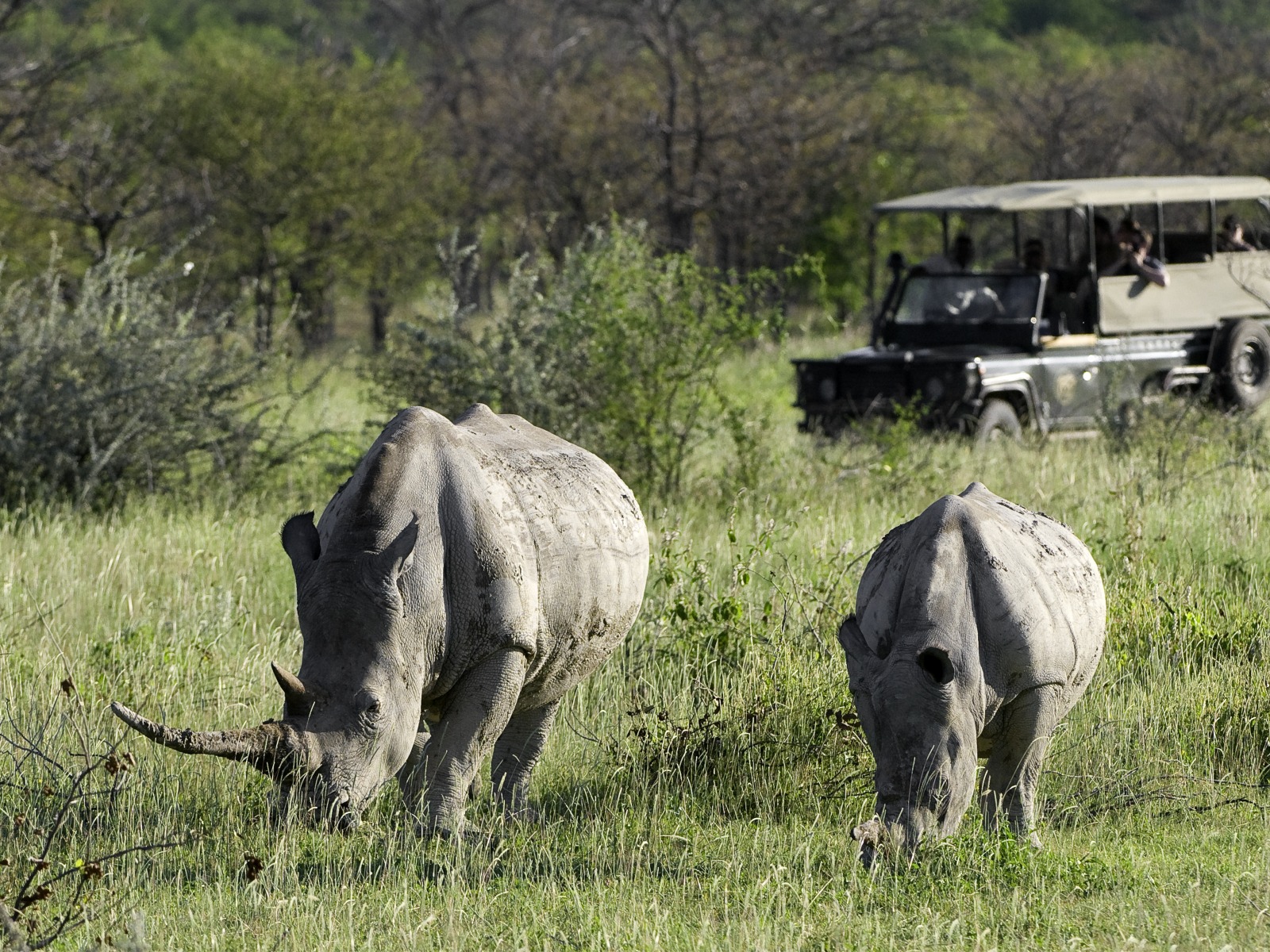 Ongava Lodge: Breitmaulnashörner Breitmaulnashorn, Etosha, Etosha National Park, Etoshapfanne, Großer Weißer Platz, Little Ongava, Ongava Lodge, Rhino Research Center, Spitzmaulnashorn, Pirschfahrt, White Rhino