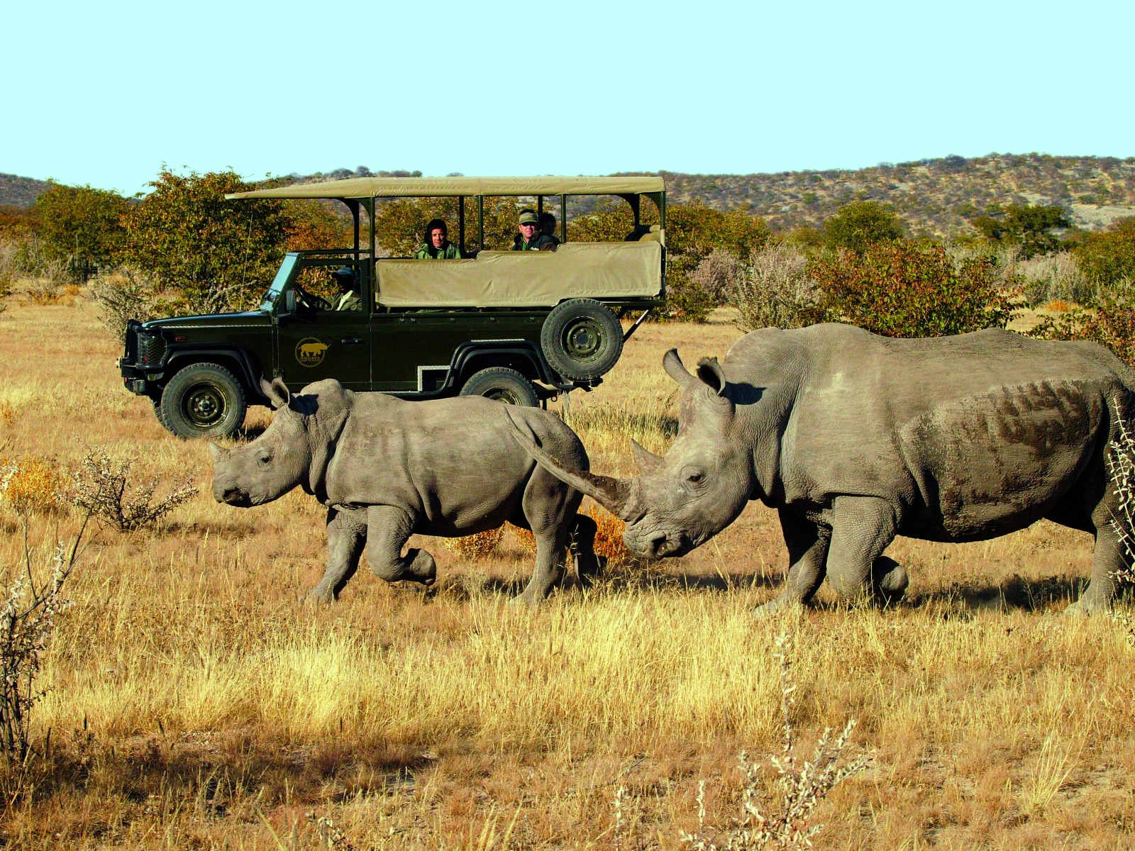 Ongava Lodge: Nashornbegegnung Breitmaulnashorn, Etosha, Etosha National Park, Etoshapfanne, Großer Weißer Platz, Little Ongava, Ongava Lodge, Rhino Research Center, Spitzmaulnashorn, Pirschfahrt