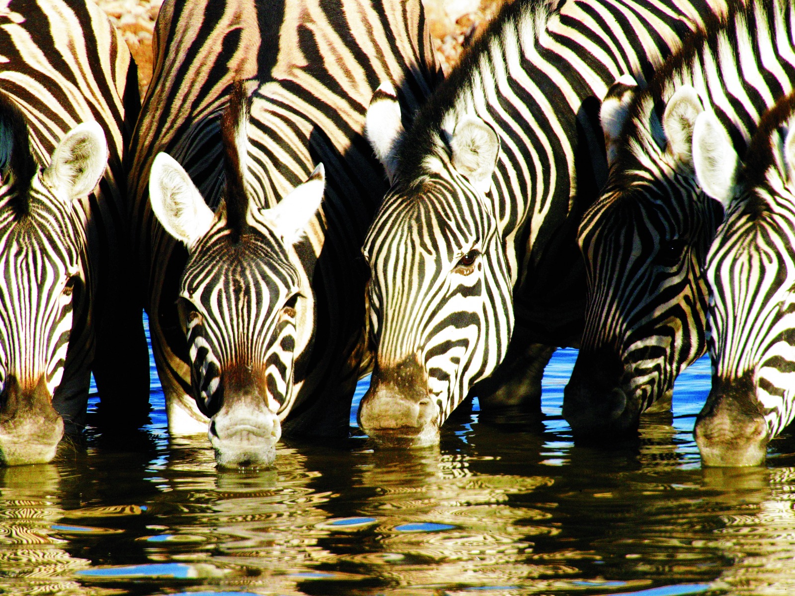 Ongava Lodge: Trinkende Zebras Breitmaulnashorn, Etosha, Etosha National Park, Etoshapfanne, Großer Weißer Platz, Little Ongava, Ongava Lodge, Rhino Research Center, Spitzmaulnashorn, Wasserloch, Zebra