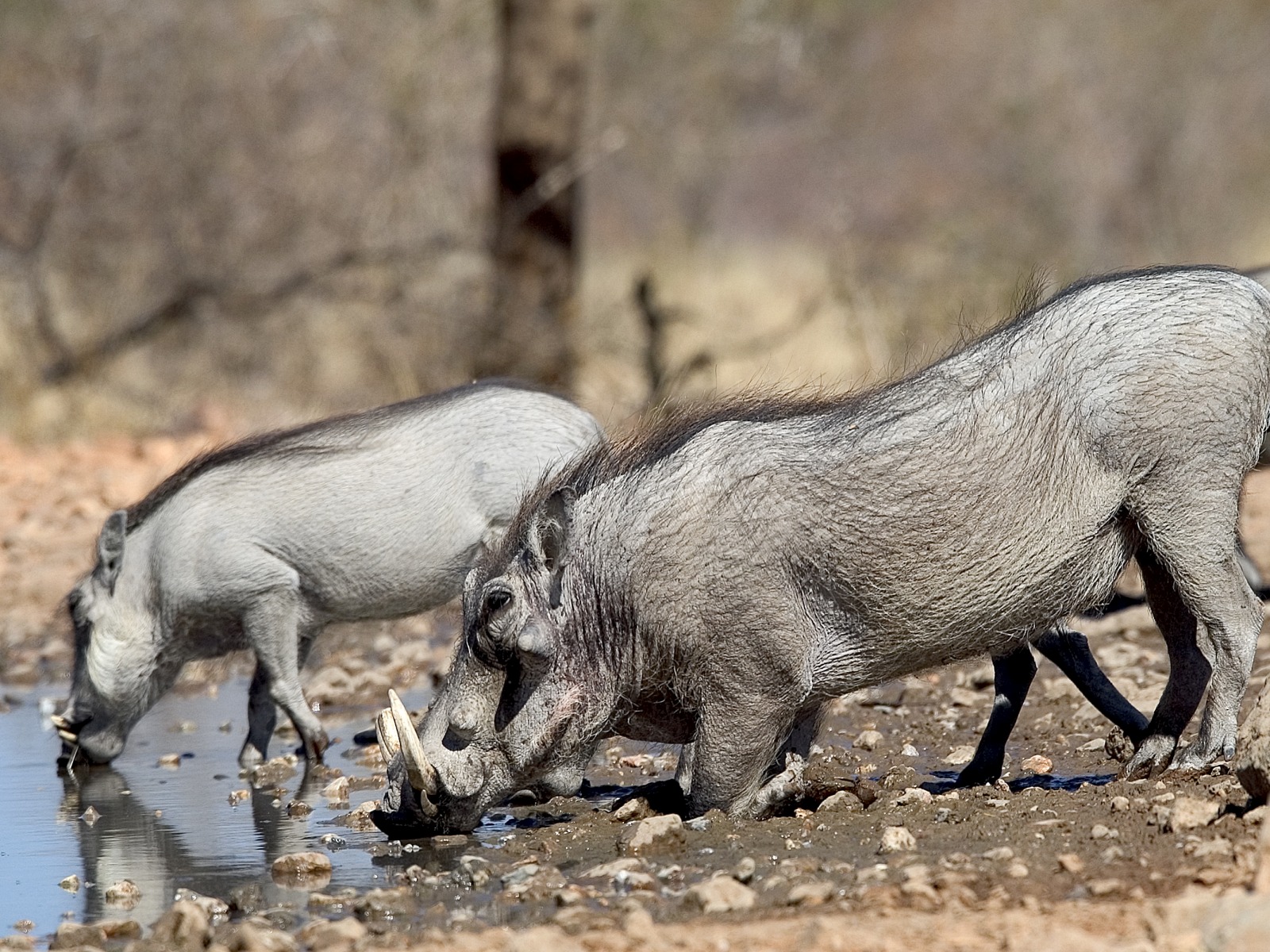 Ongava Lodge: Trinkende Warzenschweine