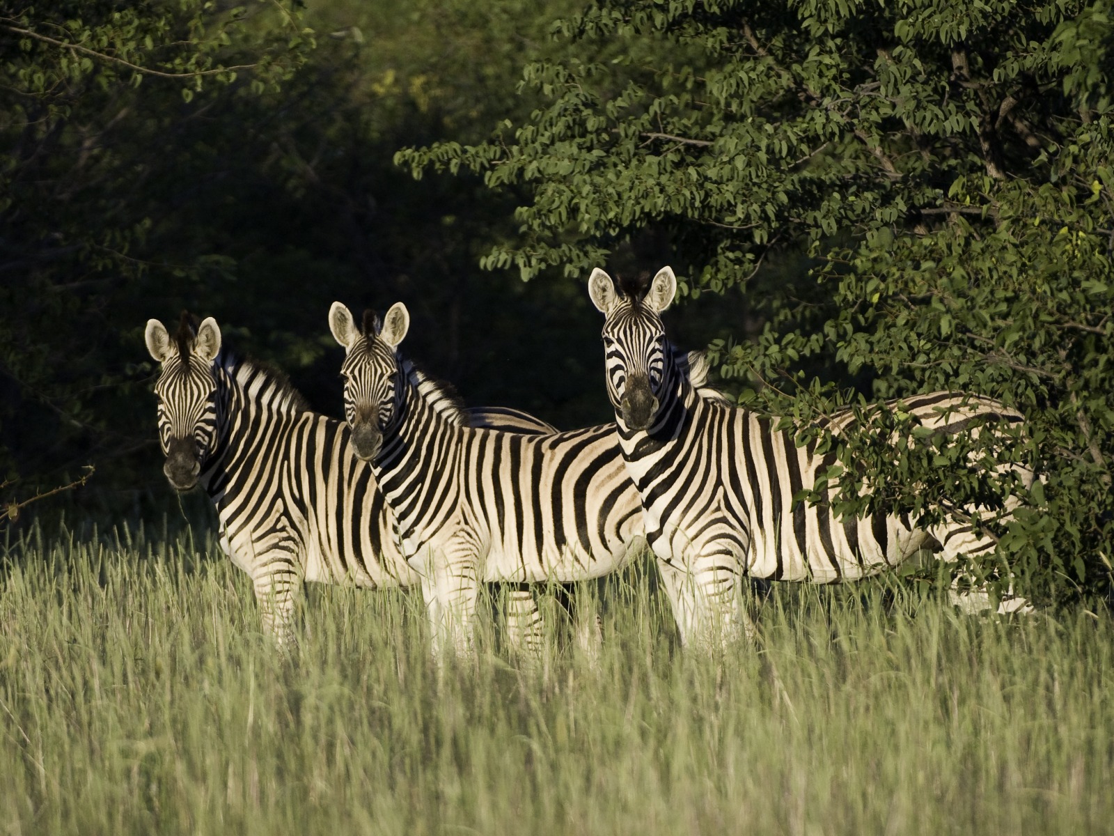Ongava Lodge: Zebras im frischen Gras