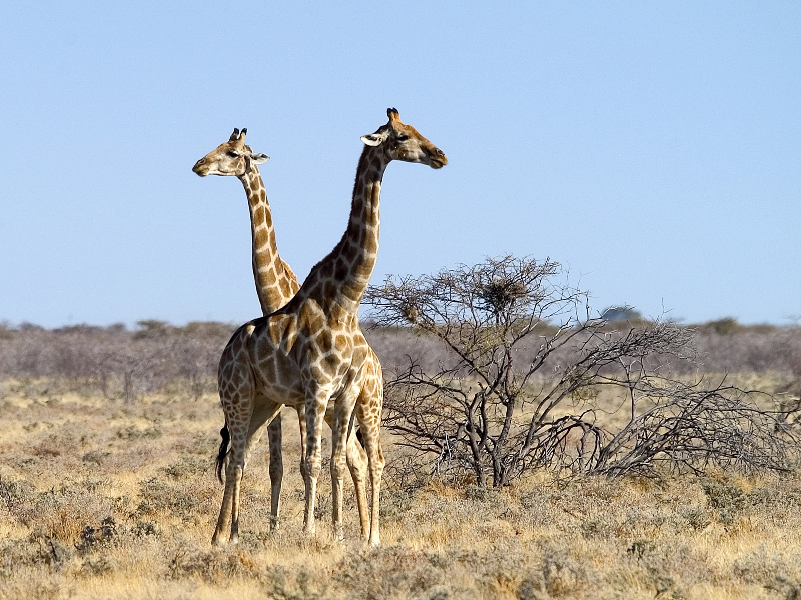 Etosha, Etosha National Park, Etoshapfanne, Ongava Game Reserve, Ongava Tented Camp, Giraffen, Wilderness Safaris
