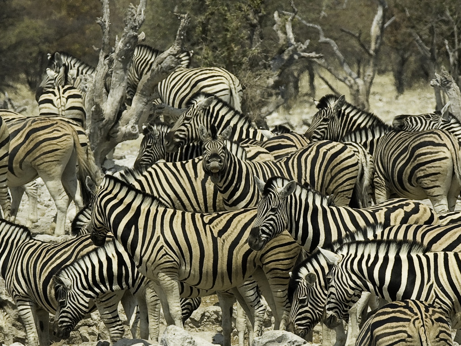 Ongava Tented Camp: Zebras