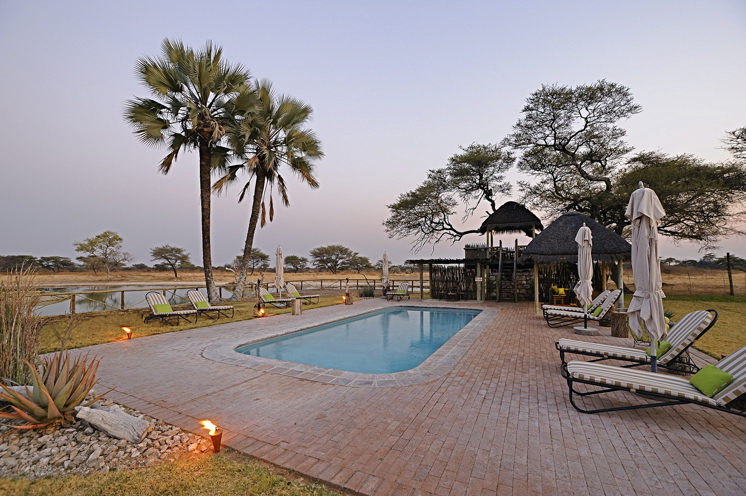 Onguma Bush Camp: Swimming Pool und Palmen Etosha Nationalpark, Namutoni Gate, Omuramba Owambo, Onguma Bush Camp, Onguma Reserve, Liegestuhl, Palmen, Swimming Pool, Afrikarma, Afrikarma Safaris, afrikarma Safaris - Wildnis Hautnah, Afrikarma.de