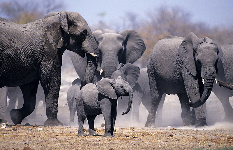 Onguma The Fort: Elefantenherde