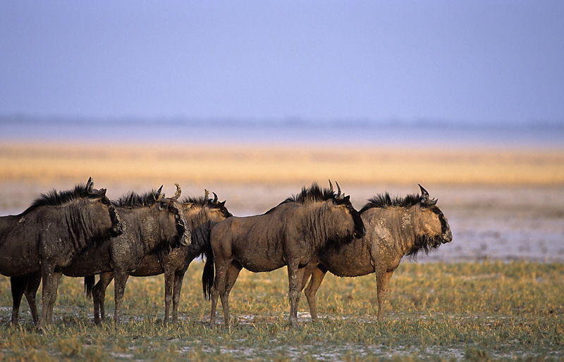 Onguma The Fort: Gnus in der Schwemmebene
