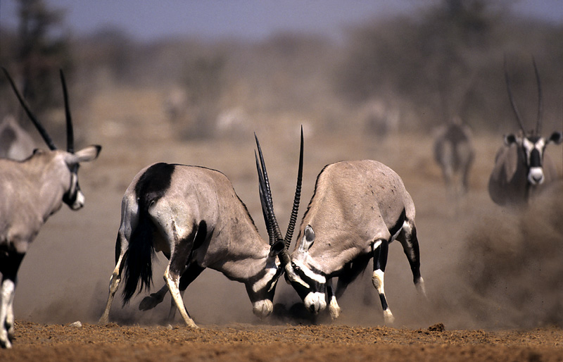 Onguma The Fort: Oryxantilopen beim Rangkampf