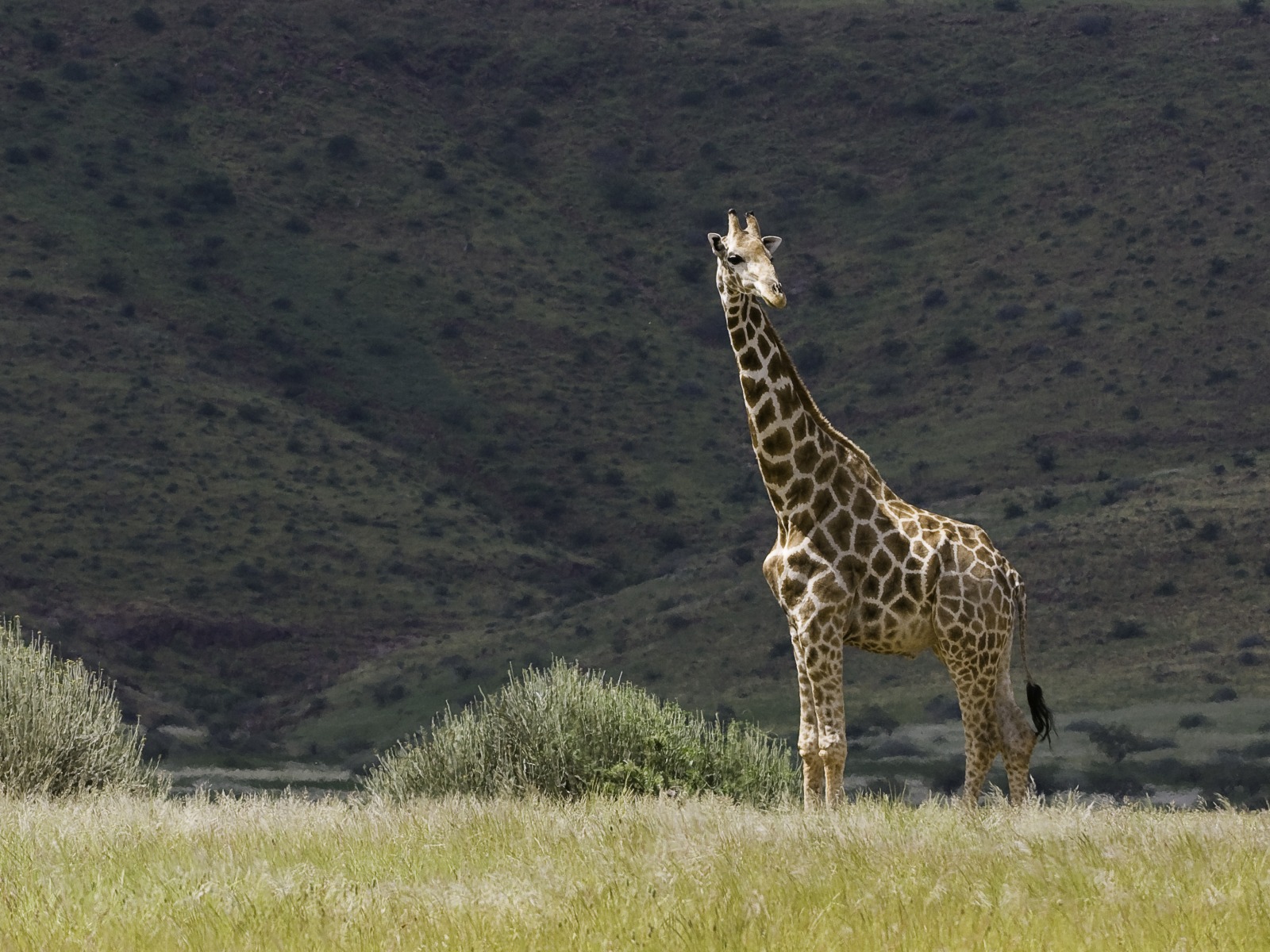 Black Rhino, Damaraland, Halbwüste, Palmwag Conservancy, Palmwag Lodge, Spitzmaulnashorn, Uniab River, Wüstenelefant, Angola Giraffe