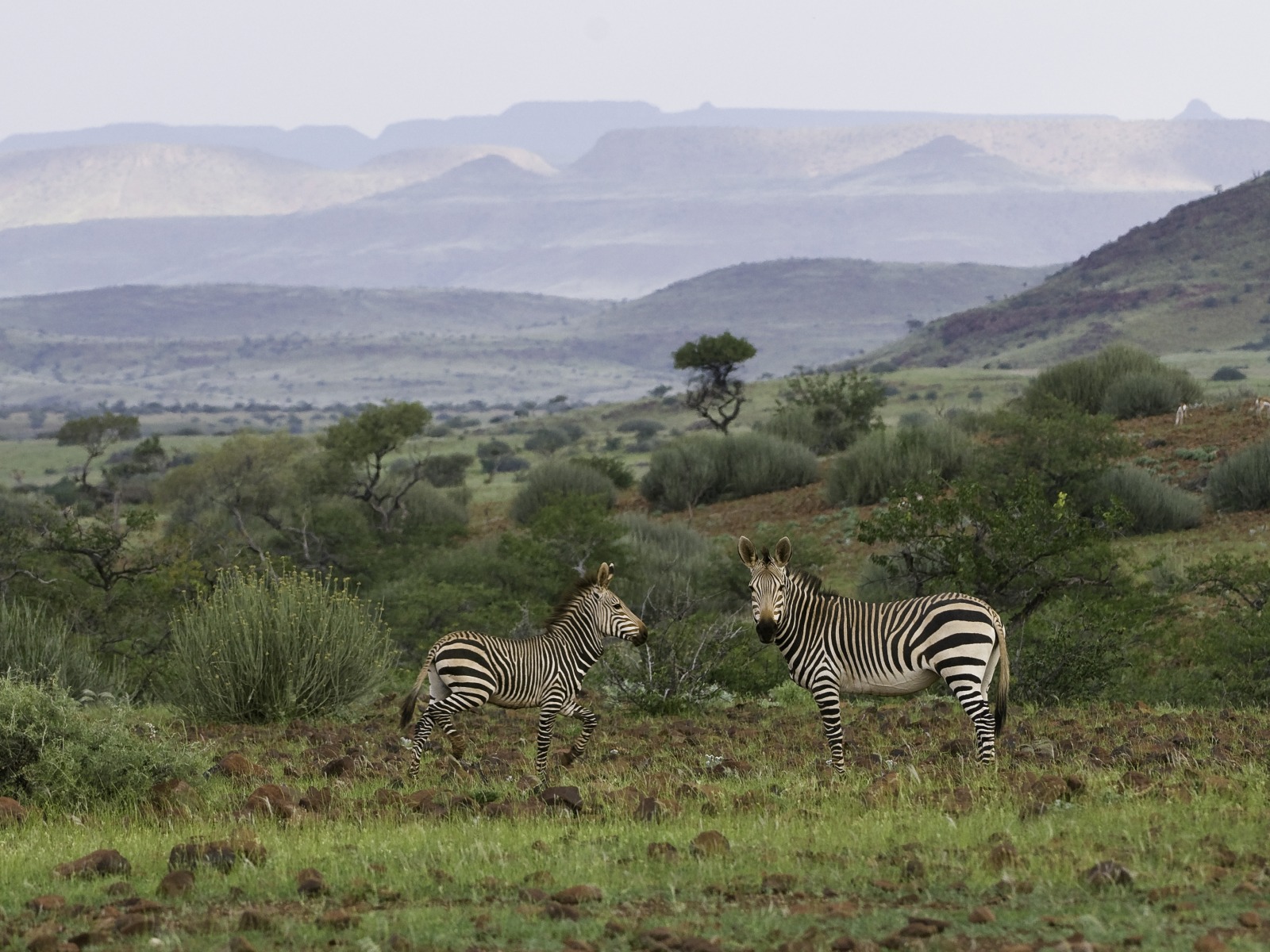 Black Rhino, Damaraland, Halbwüste, Palmwag Conservancy, Palmwag Lodge, Spitzmaulnashorn, Uniab River, Wüstenelefant, Bergzebra, Hartmannzebra