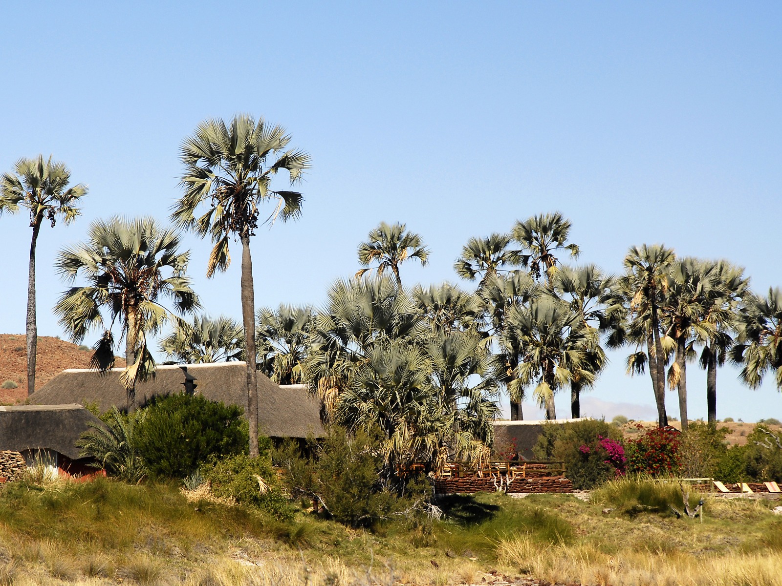 Black Rhino, Damaraland, Halbwüste, Palmwag Conservancy, Palmwag Lodge, Spitzmaulnashorn, Uniab River, Wüstenelefant, Gesamtansicht, Palme