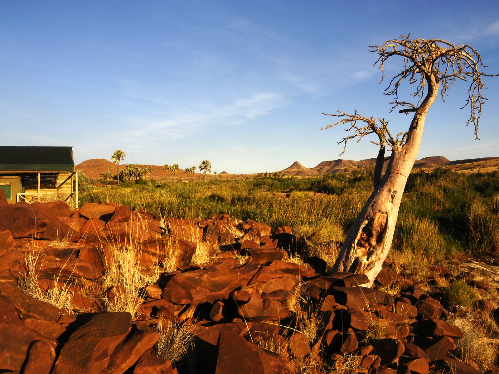Black Rhino, Damaraland, Halbwüste, Palmwag Conservancy, Palmwag Lodge, Spitzmaulnashorn, Uniab River, Wüstenelefant, Honeymoon, Suite