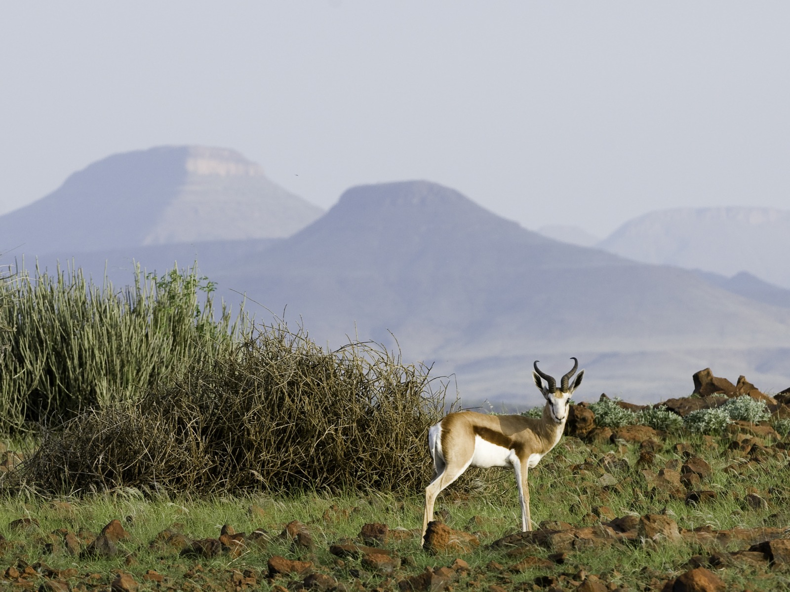 Black Rhino, Damaraland, Halbwüste, Palmwag Conservancy, Palmwag Lodge, Spitzmaulnashorn, Uniab River, Wüstenelefant, Springbock, Tafelberg