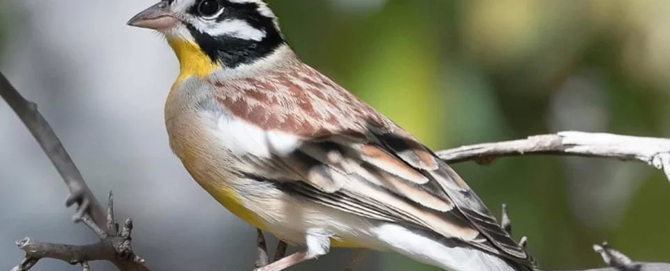 Grootfontein, Namibia, Otjozondjupa, Restcamp, Roys, Roys Restcamp