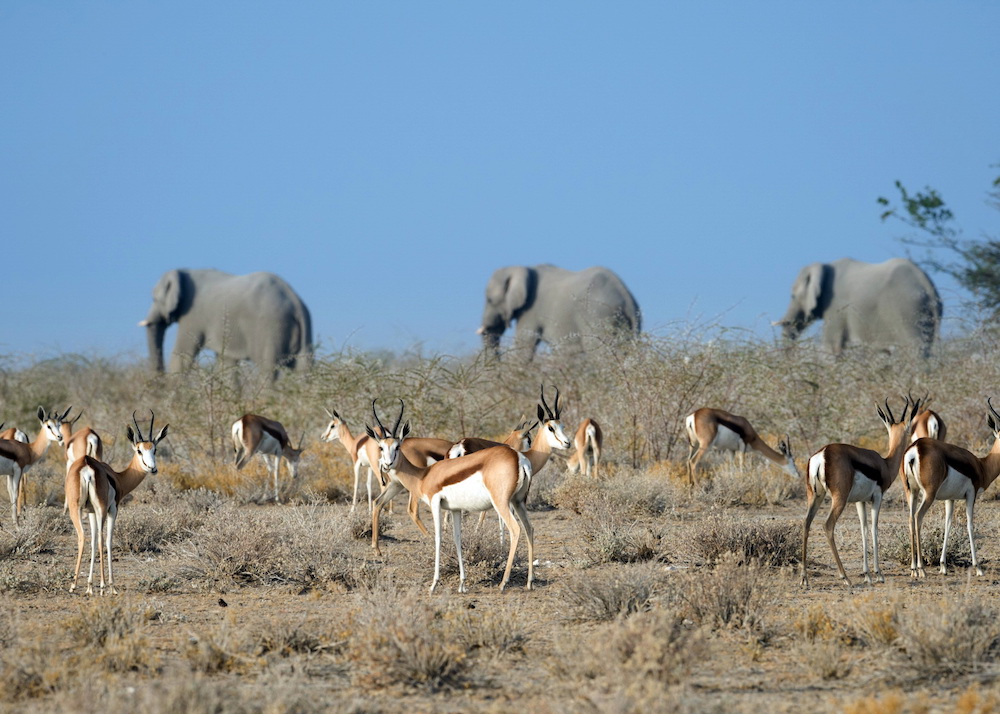 Afrikarma, Afrikarma Safaris, Afrikarma Safaris - Wildnis. Hautnah., Afrikarma.de, Blauer Himmel, Elefanten, Safarihoek Lodge, Savannenlandschaft, Springböcke
