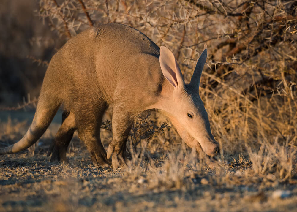Afrikarma, Afrikarma Safaris, Afrikarma Safaris - Wildnis. Hautnah., Afrikarma.de, Büsche, Erdferkel, Safarihoek Lodge