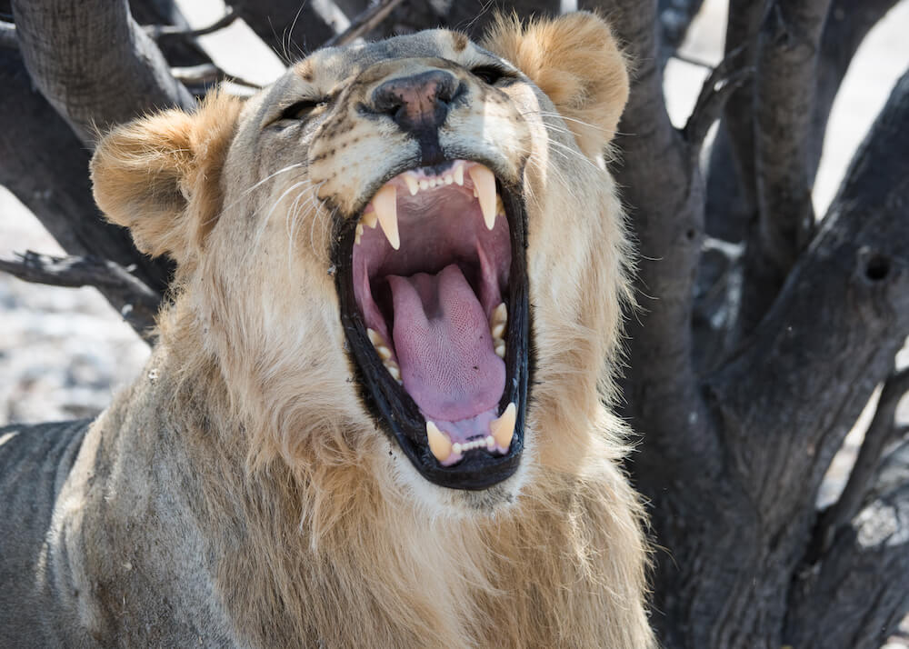 Safarihoek Lodge: Gähnender Löwe