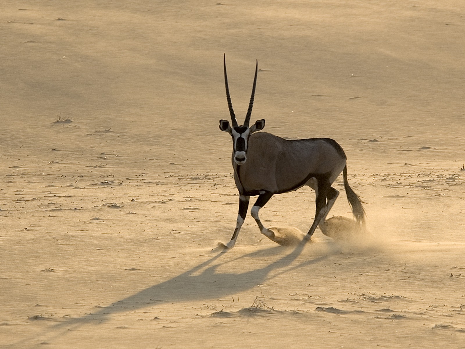 Serra Cafema: Wachsame Oryxantilope