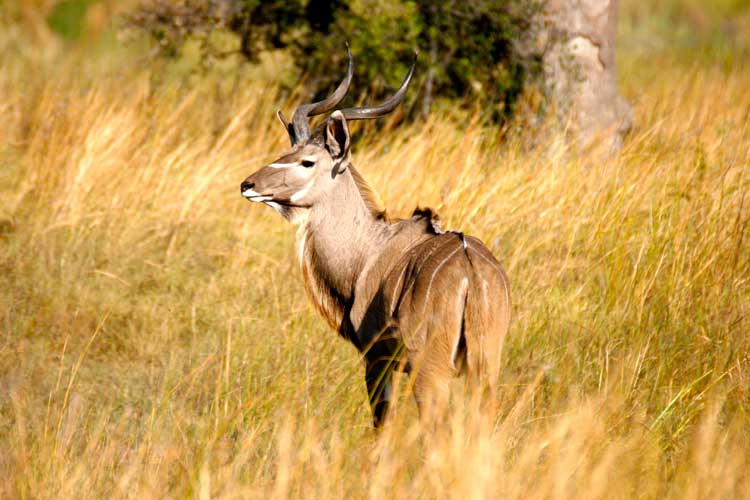Bird Watching, Caprivi, Caprivi Collection, Dusty Rogers, Kwando River, Mamili, Mudumu, Nkasa Lupala, Safari, Susuwe Island Lodge, Kudu, Afrikarma, Afrikarma Safaris, Afrikarma.de