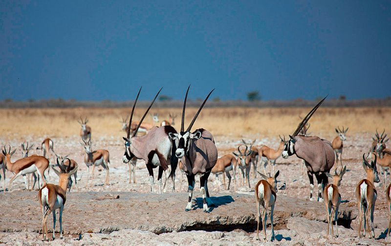 Taleni Etosha Village: Oryx-Antilopen beim Game Drive Taleni Etosha Village: Oryx-Antilopen beim Game Drive