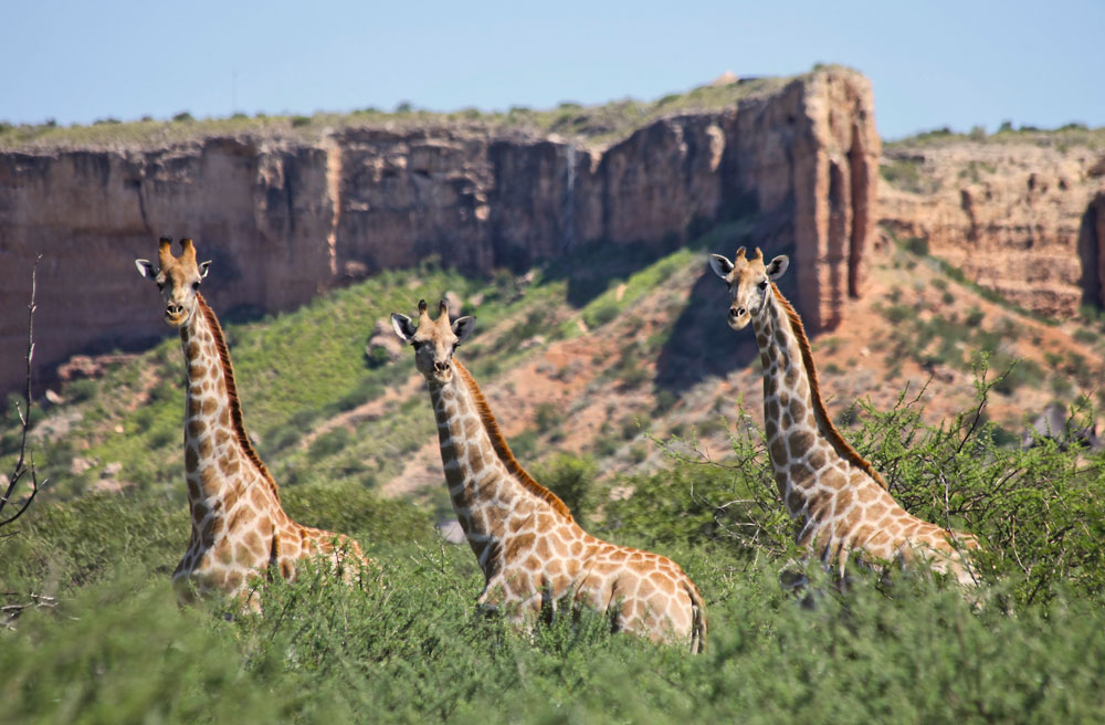 Damaraland, Namibia, Ugab Terrassen, Vingerklip, Vingerklip Lodge, Angola Giraffe, Angolan (Namibian) Giraffe, Buschland, Giraffa camelopardalis angolensis, Giraffe, Tafelberg, Afrikarma, Afrikarma Safaris, afrikarma.de