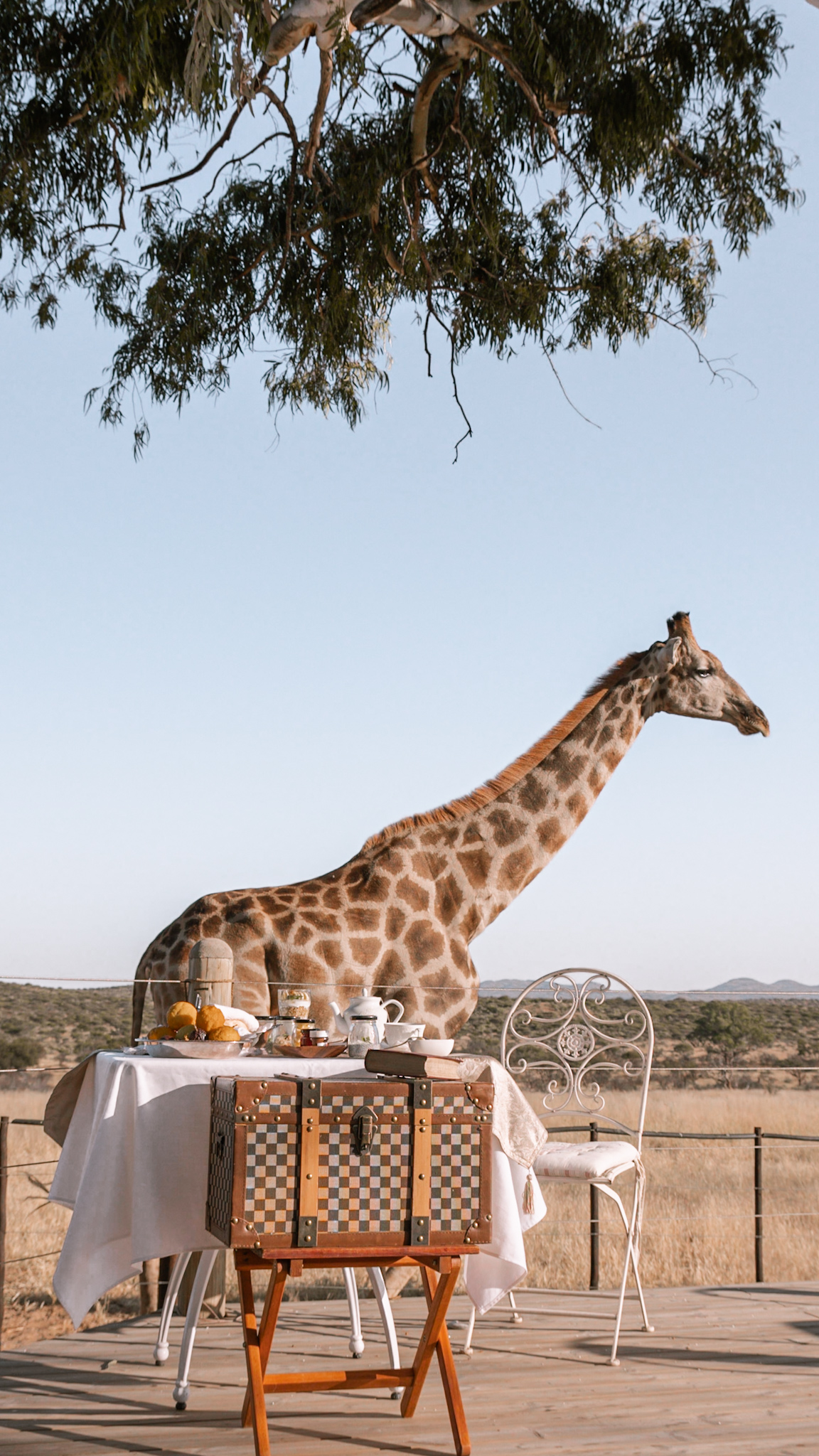 Voigtland Guesthouse: Giraffe aus nächster Nähe