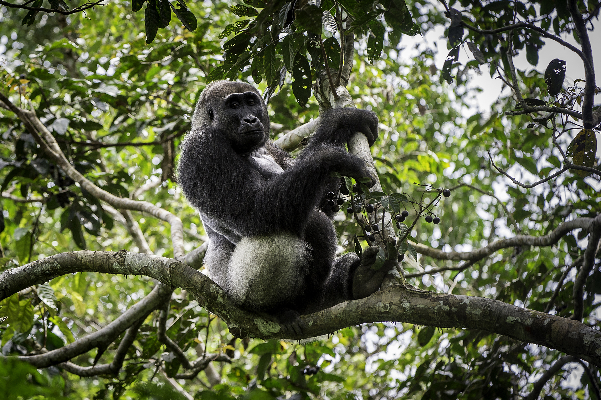 Ngaga Camp: Ein Gorilla bei der Mahlzeit