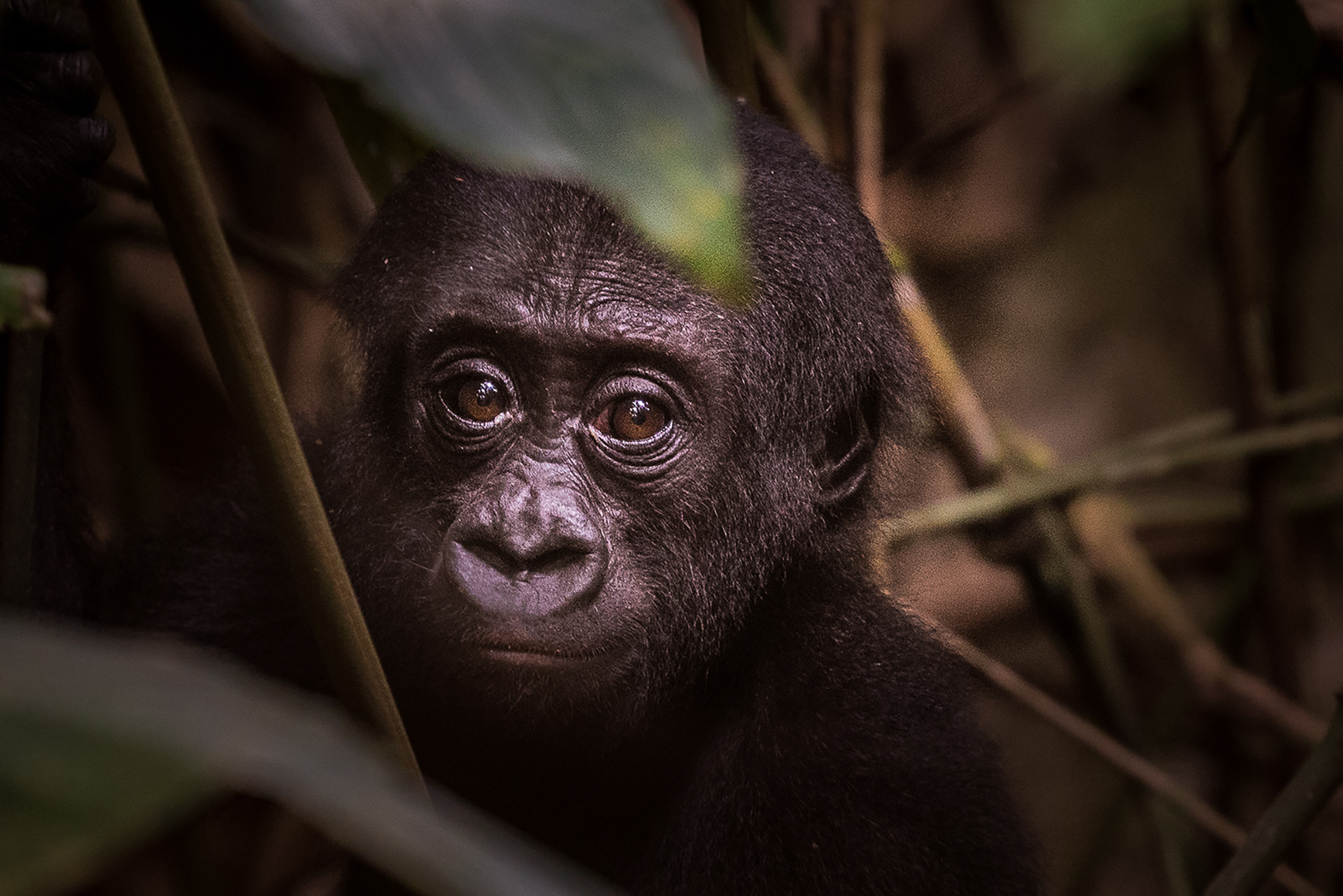 Ngaga Camp: Ein kleines Mitglied der Neptunofamilie