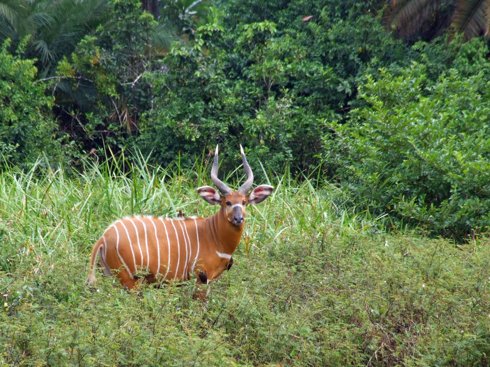 Odzala Camps: Bongo-Antilope
