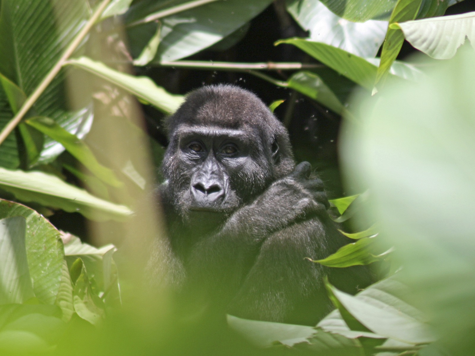 Odzala Camps: Versteckter Gorilla