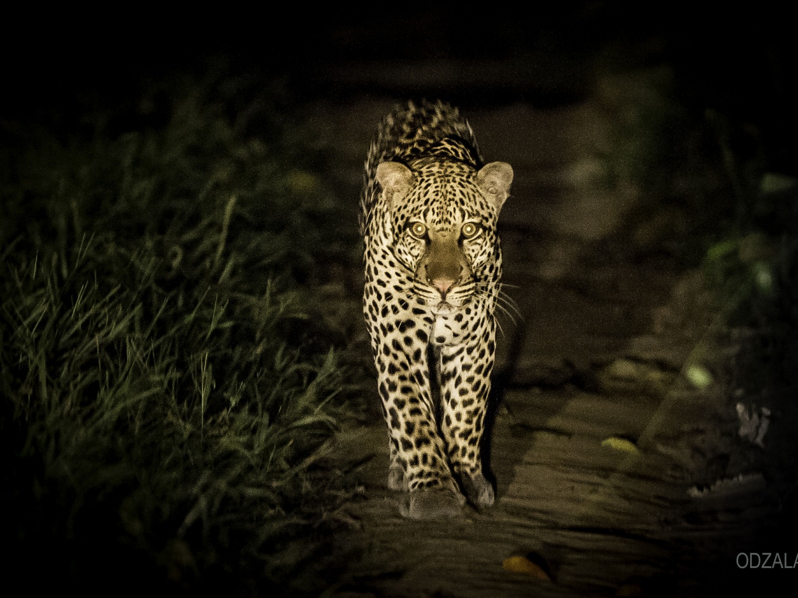 Odzala: Leopard im Wald