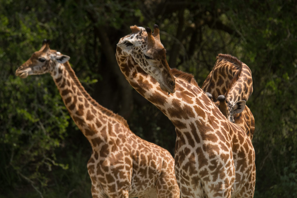 Akagera Game Lodge: Giraffen Akagera Game Lodge, Akagera National Park, Big Five, Lake Ihema, Giraffe, Afrikarma, Afrikarma Safaris, Afrikarma Safaris. Wildnis. Hautnah., Afrikarma.de