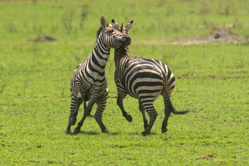 Akagera Game Lodge: Kämpfende Zebras Akagera Game Lodge, Akagera National Park, Big Five, Lake Ihema, Zebra, Afrikarma, Afrikarma Safaris, Afrikarma Safaris. Wildnis. Hautnah., Afrikarma.de