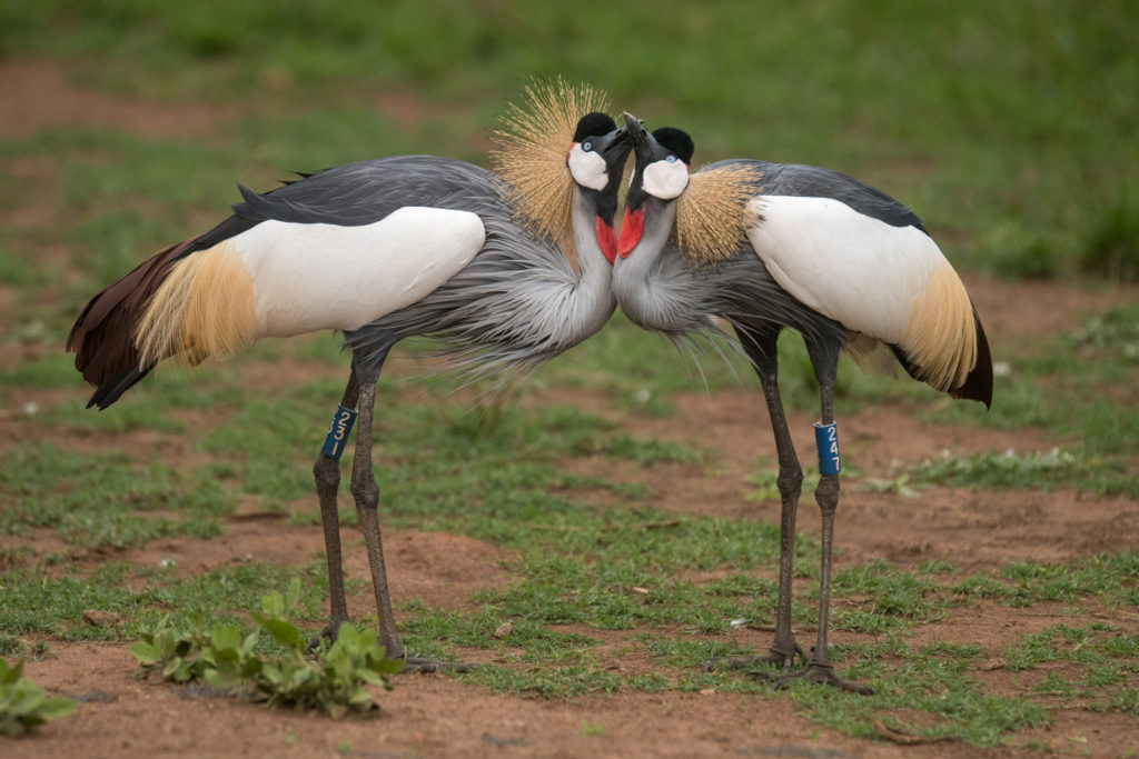 Akagera Game Lodge: Kronenkraniche Akagera Game Lodge, Akagera National Park, Big Five, Lake Ihema, Kronenkranich, Afrikarma, Afrikarma Safaris, Afrikarma Safaris. Wildnis. Hautnah., Afrikarma.de