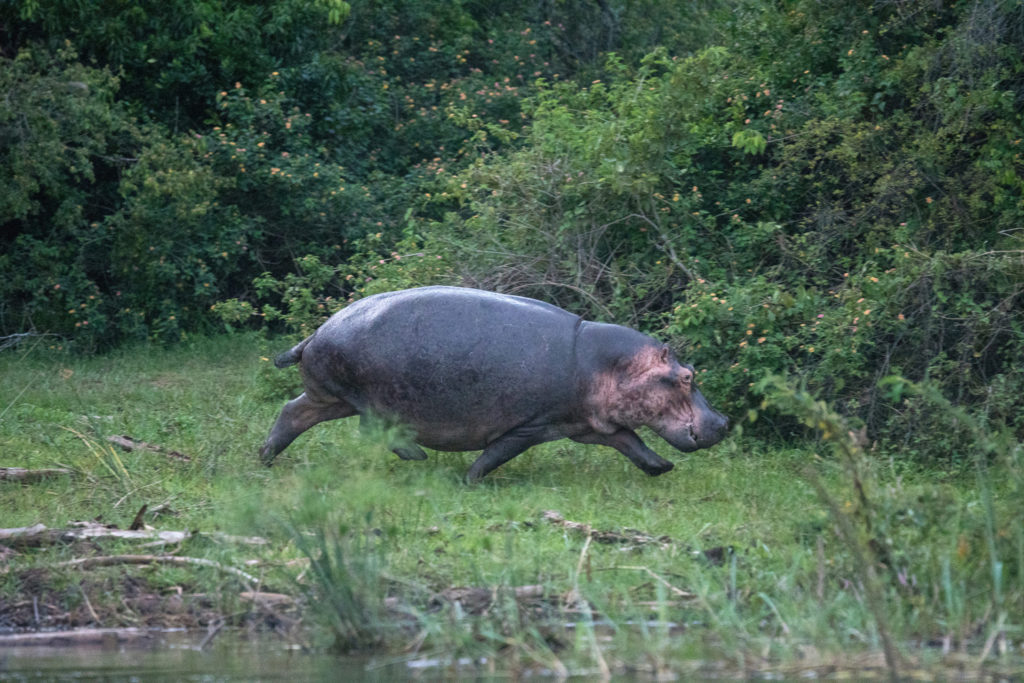 Akagera Game Lodge: Nilpferd im Trab Akagera Game Lodge, Akagera National Park, Big Five, Lake Ihema, Nilpferd, Afrikarma, Afrikarma Safaris, Afrikarma Safaris. Wildnis. Hautnah., Afrikarma.de