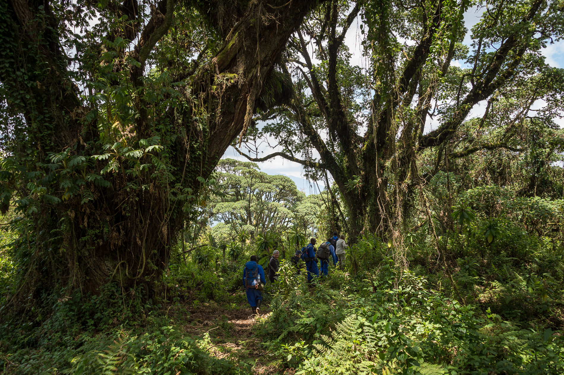 bisate lodge, hohe bäume, natur, ruanda, volcanoes nationalpark, afrikarma, afrikarma safaris, afrikarma safaris - wildnis. hautnah., afrikarma.de