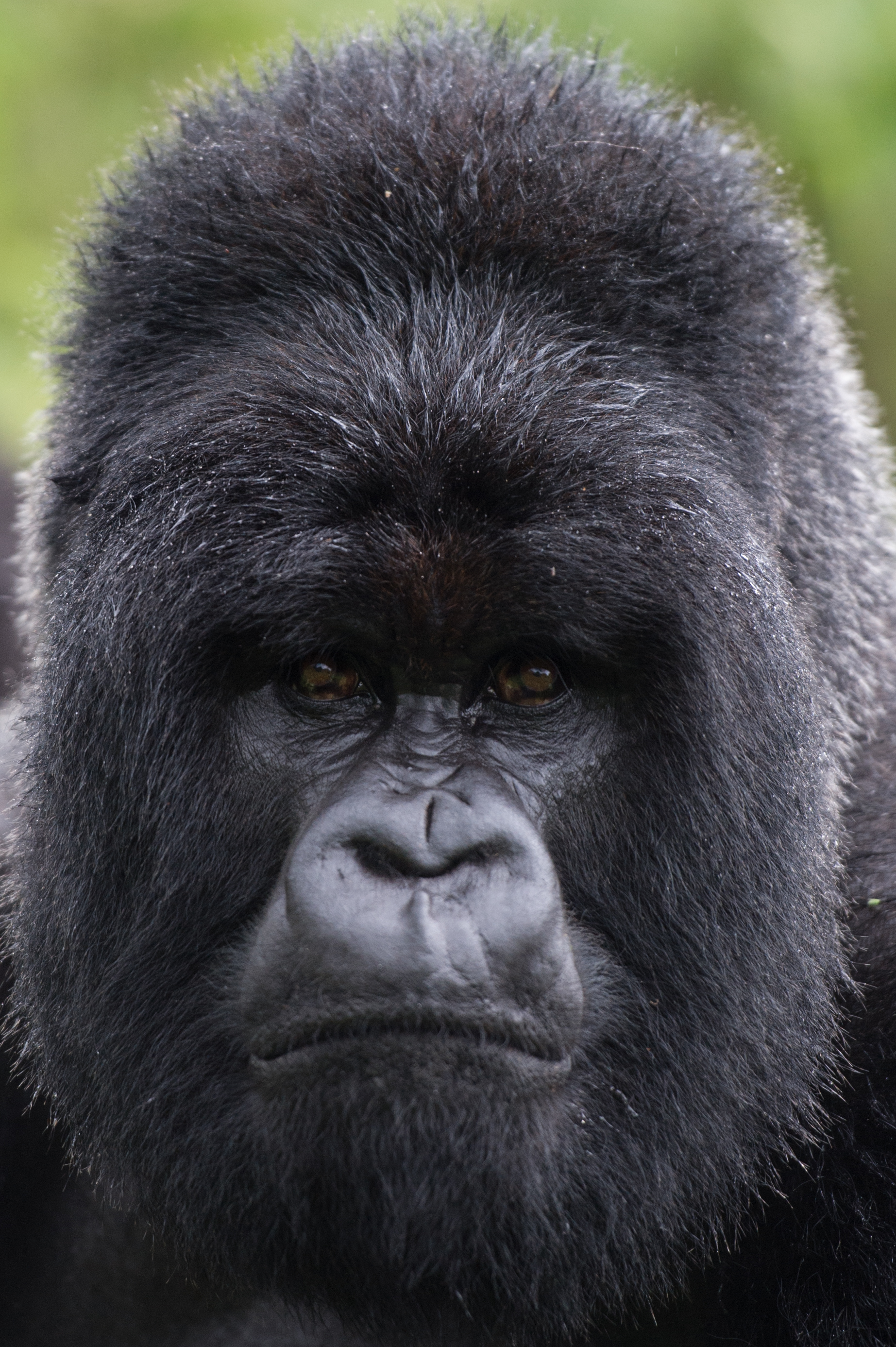 Bisate Lodge: Gorilla-Portrait