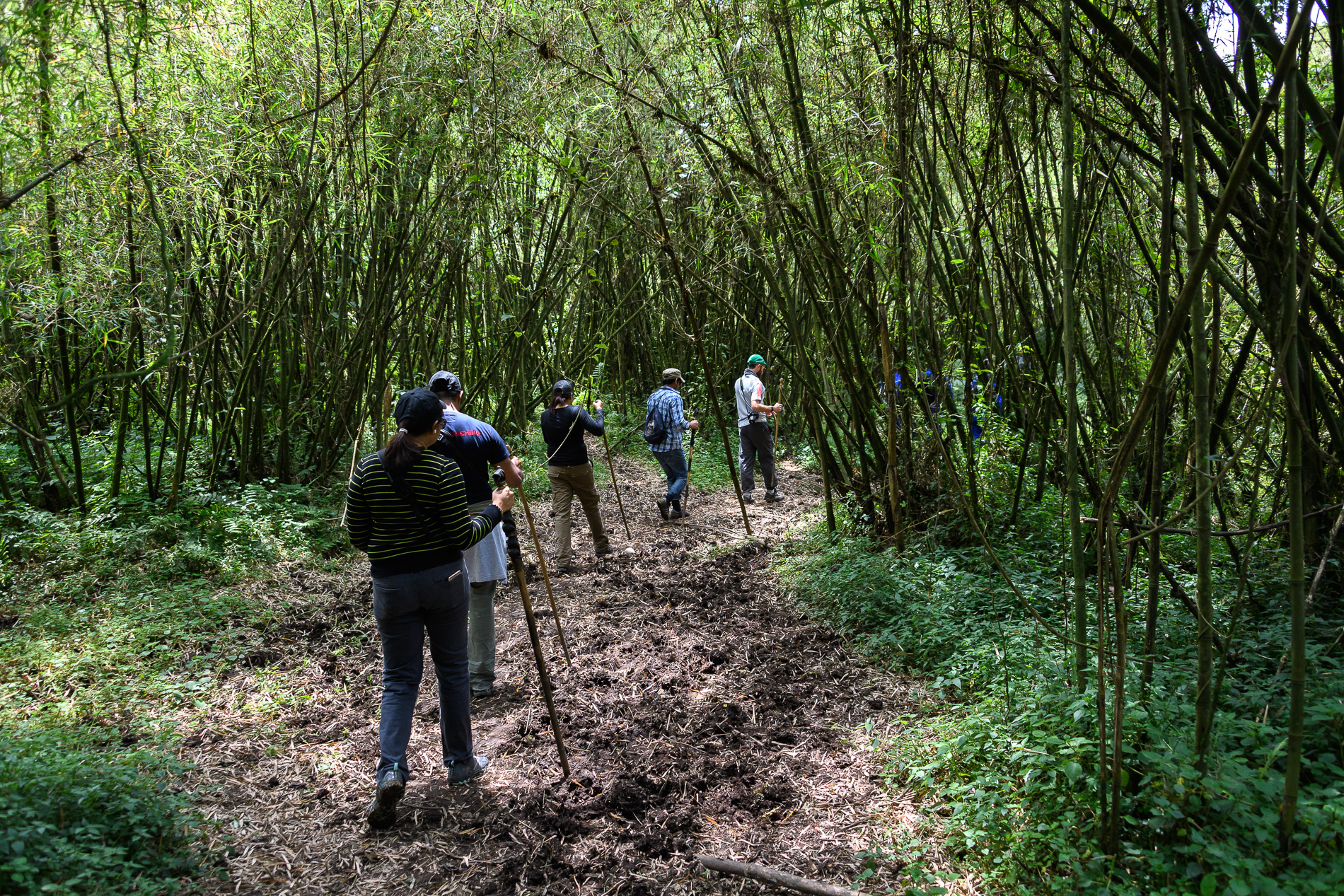 Bisate Lodge: Buschwanderung