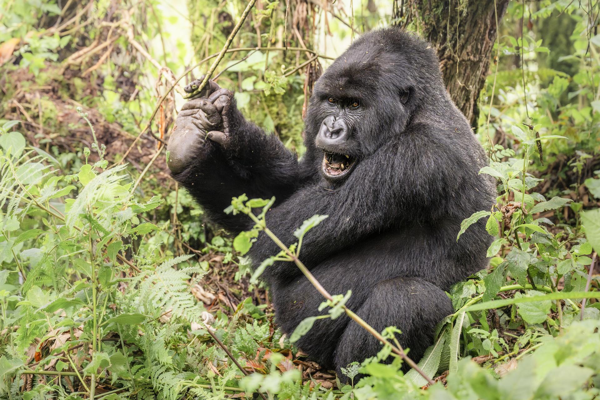 Bisate Lodge: Begegnung im Dschungel
