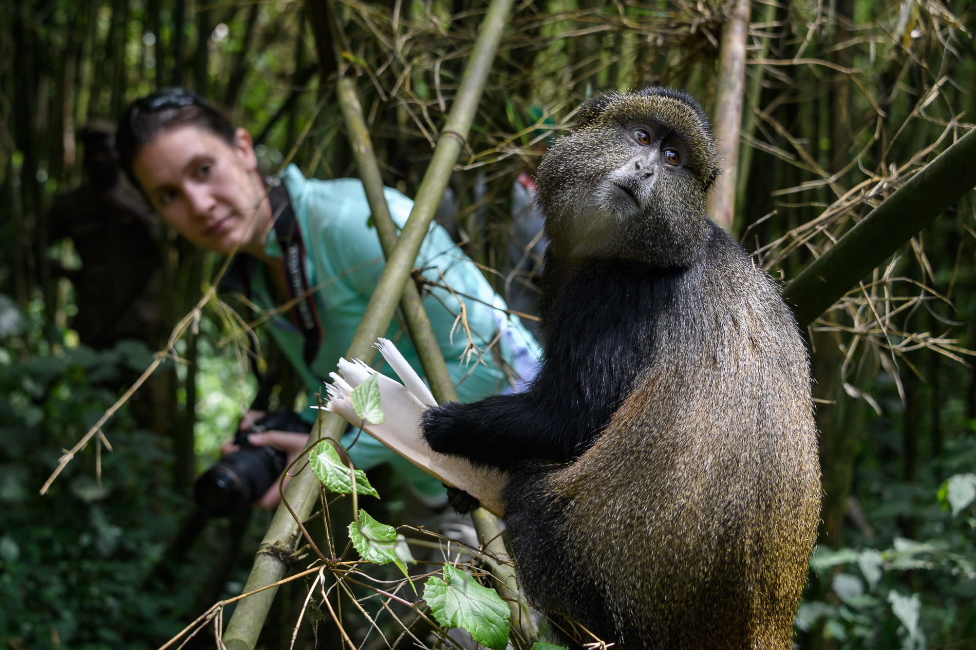 Bisate Lodge: Golden Monkey Trekking