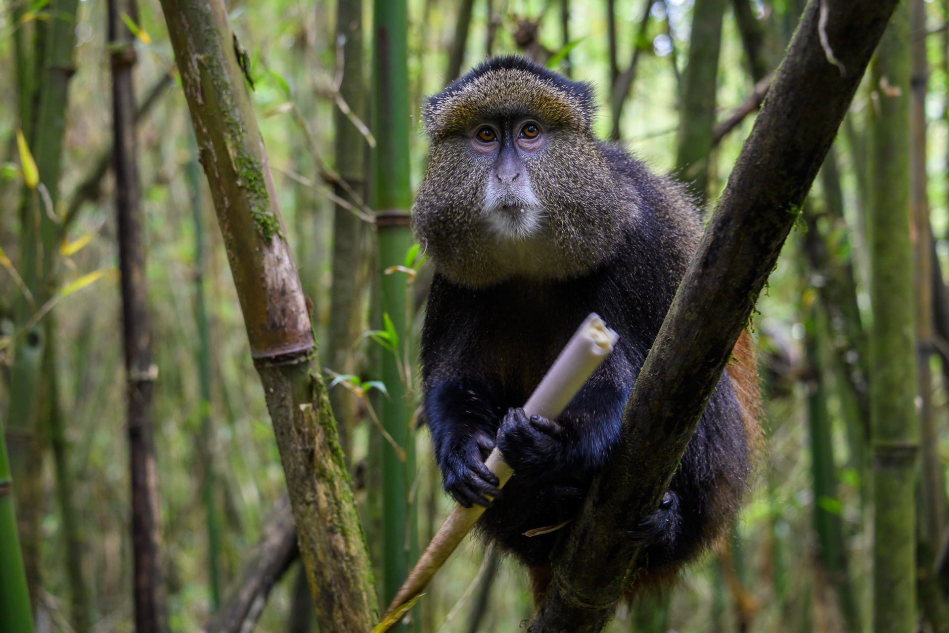 Bisate Lodge: Golden Monkey