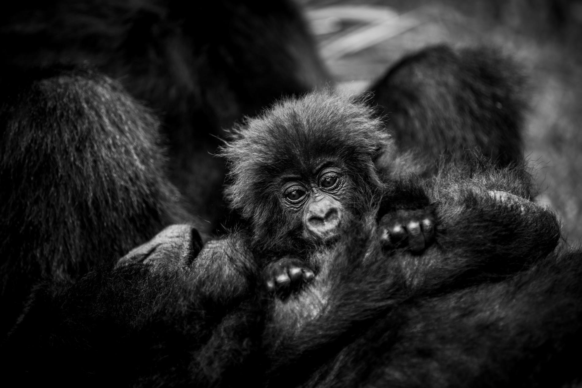 Bisate Lodge: Gorillababy
