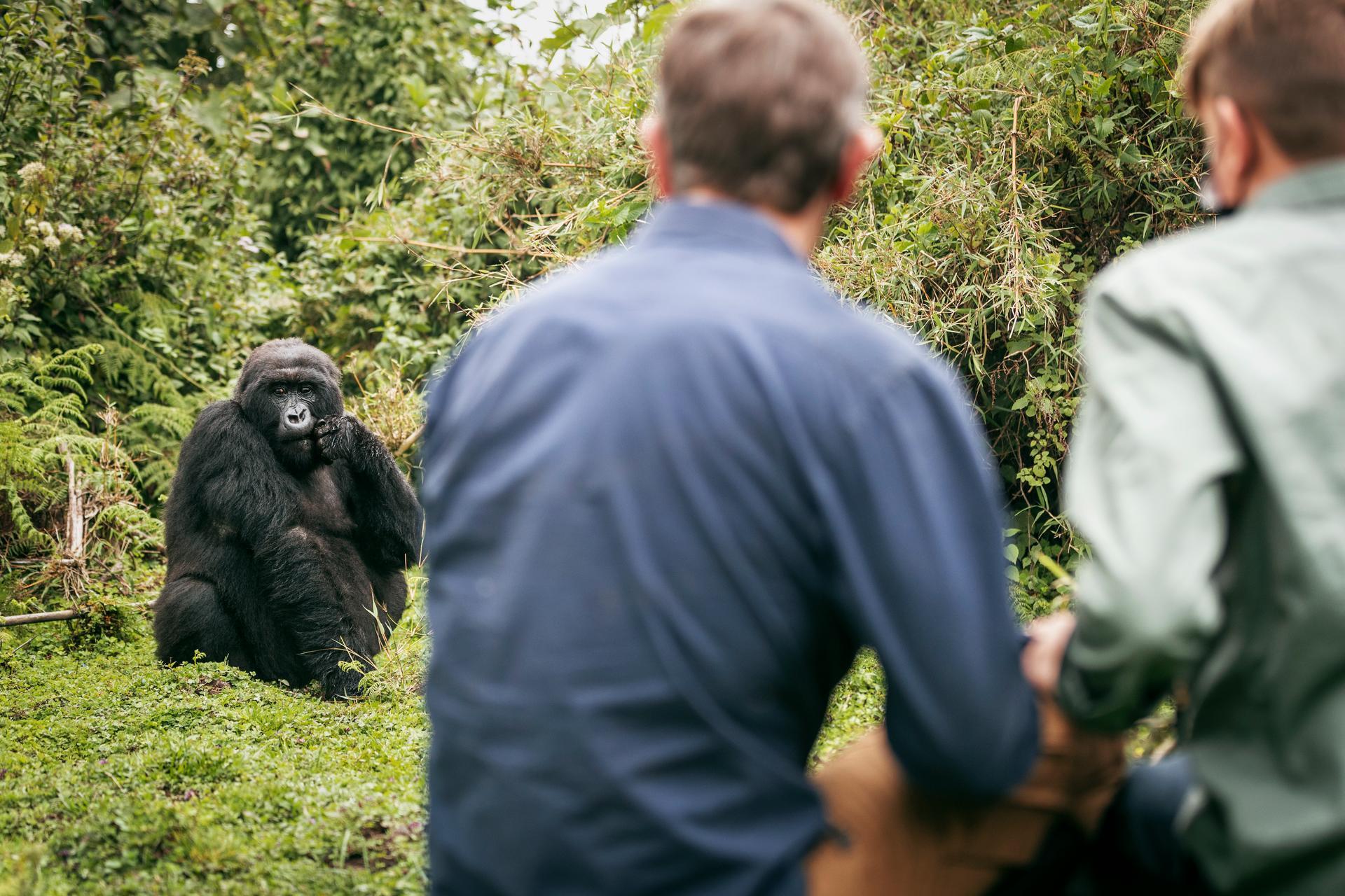 Bisate Lodge: Gorilla Trekking Bisate Lodge: Gorilla Trekking