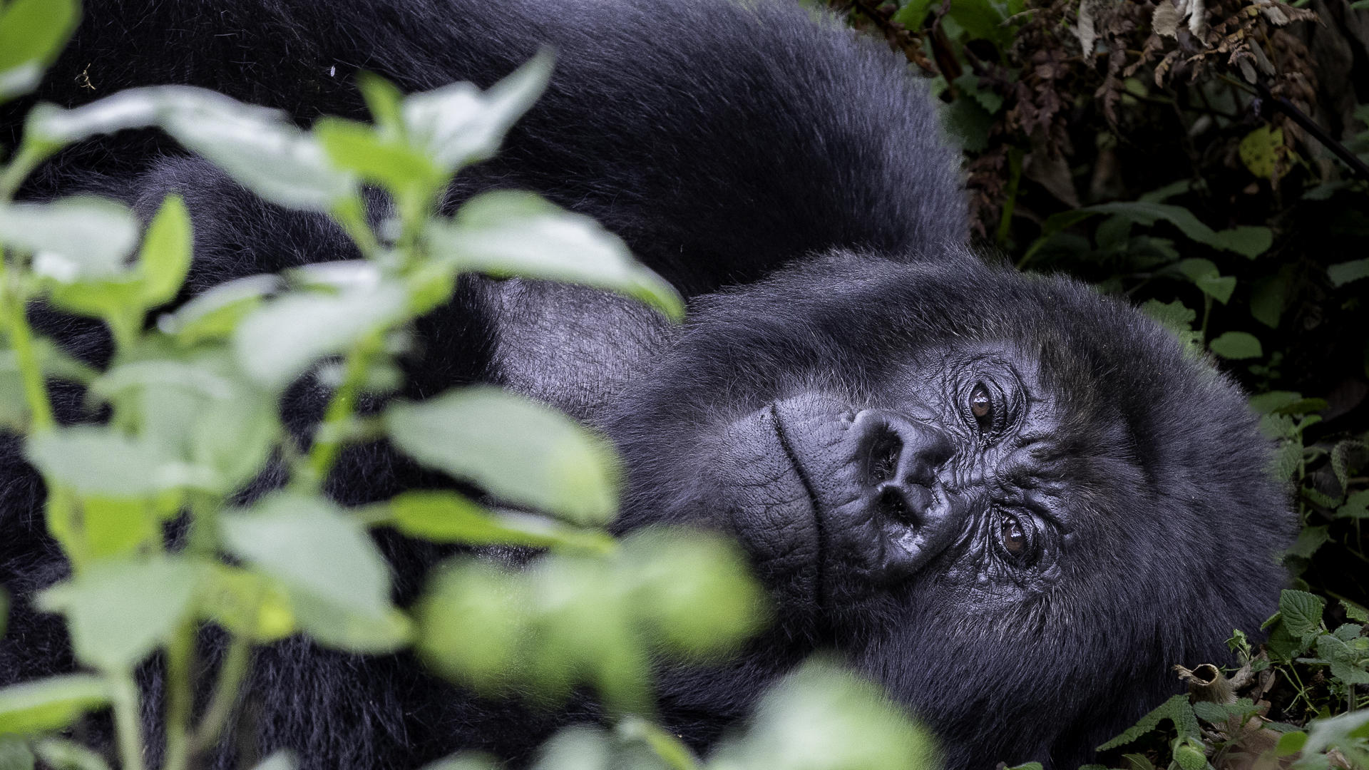 Wilderness Sabyinyo: Entspannter Silberrücken