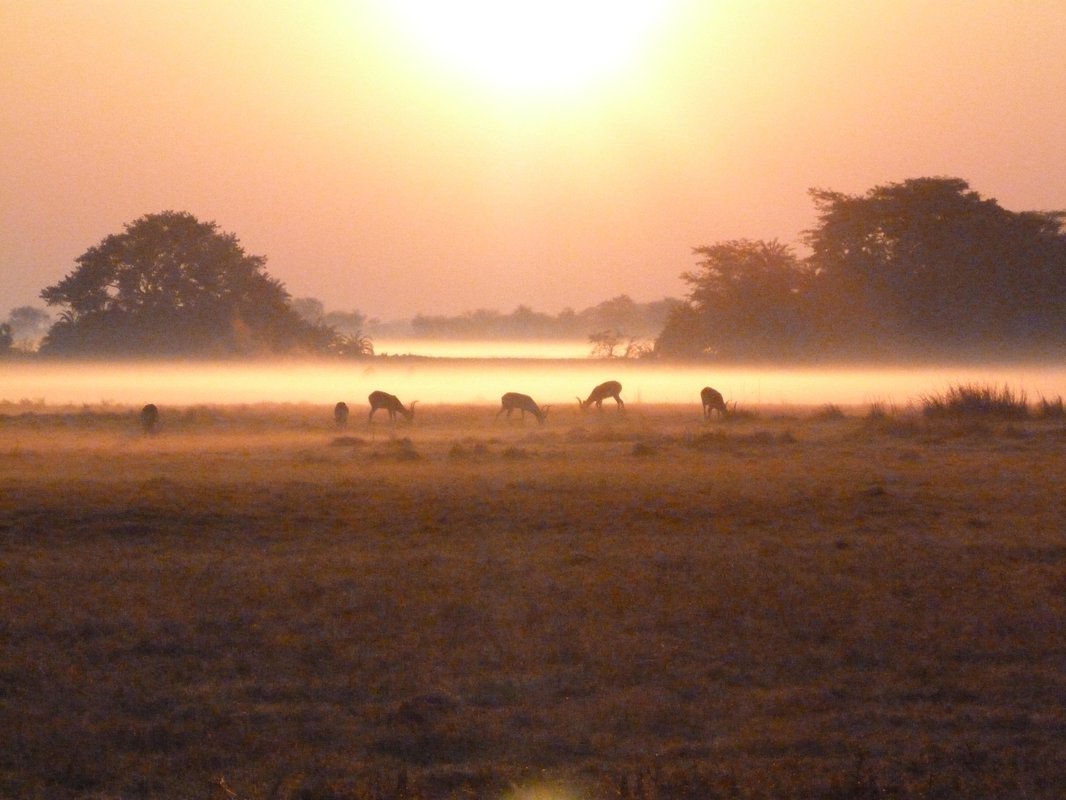 Chisa Busanga Camp: Morgennebel Chisa Busanga Camp: Morgennebel