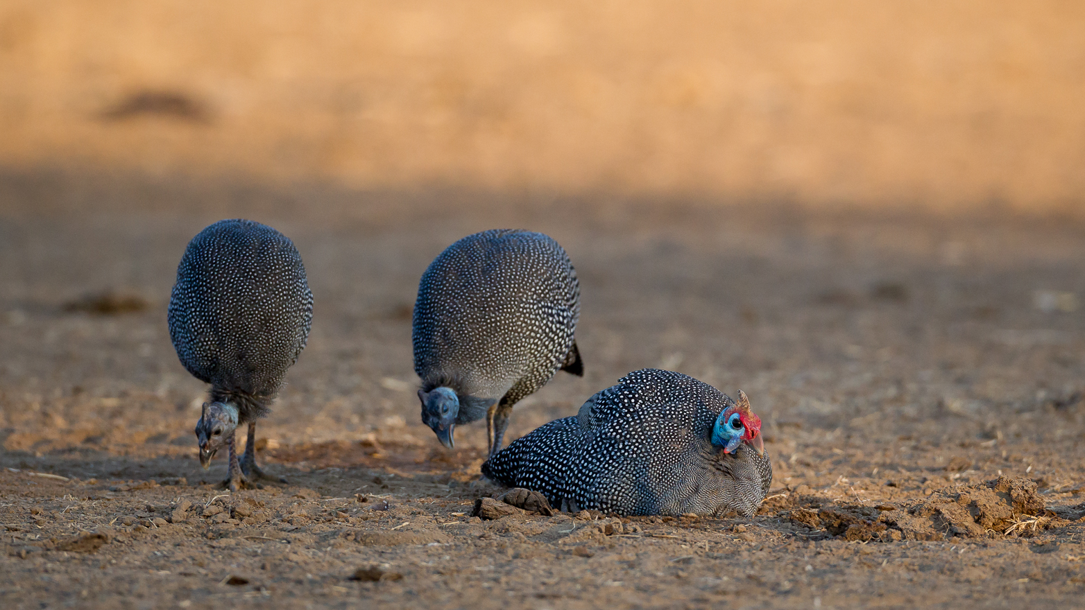 Birds, Helmeted Guineafowl, Gavin Opie, Musilashi River, Nkonzi Bush Camp, South Luangwa National Park, Helmperlhuhn, open Air, Game Drive, Afrikarma, Afrikarma Safaris, Afrikarma Safaris. Wildnis. Hautnah., Afrikarma.de