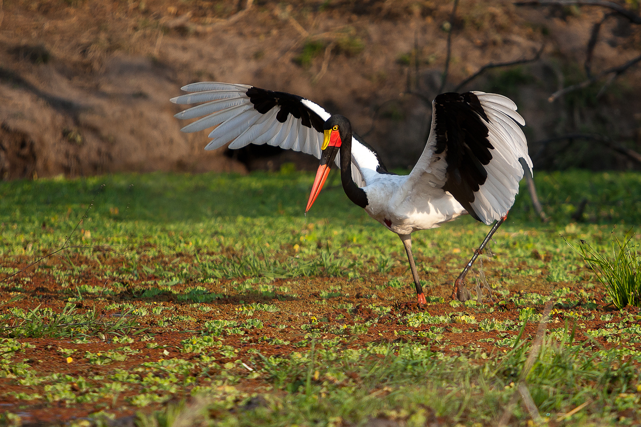Birds, Saddle-billed Stork, Gavin Opie, Musilashi River, Nkonzi Bush Camp, South Luangwa National Park, Sattelstorch, Game Drive, Afrikarma, Afrikarma Safaris, Afrikarma Safaris. Wildnis. Hautnah., Afrikarma.de