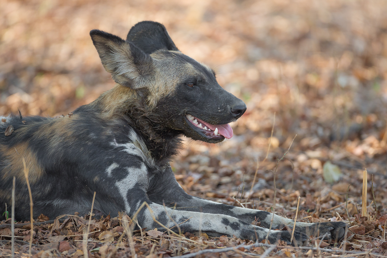 Gavin Opie, Musilashi River, Nkonzi Bush Camp, South Luangwa National Park, Wildhund, Game Drive, Afrikarma, Afrikarma Safaris, Afrikarma Safaris. Wildnis. Hautnah., Afrikarma.de