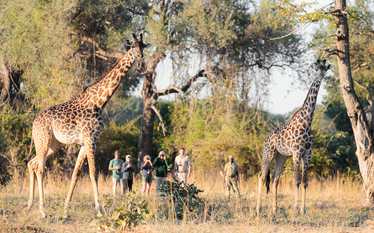 Nkonzi Bush Camp: Giraffen und Wanderer Nkonzi Bush Camp: Giraffen und Wanderer