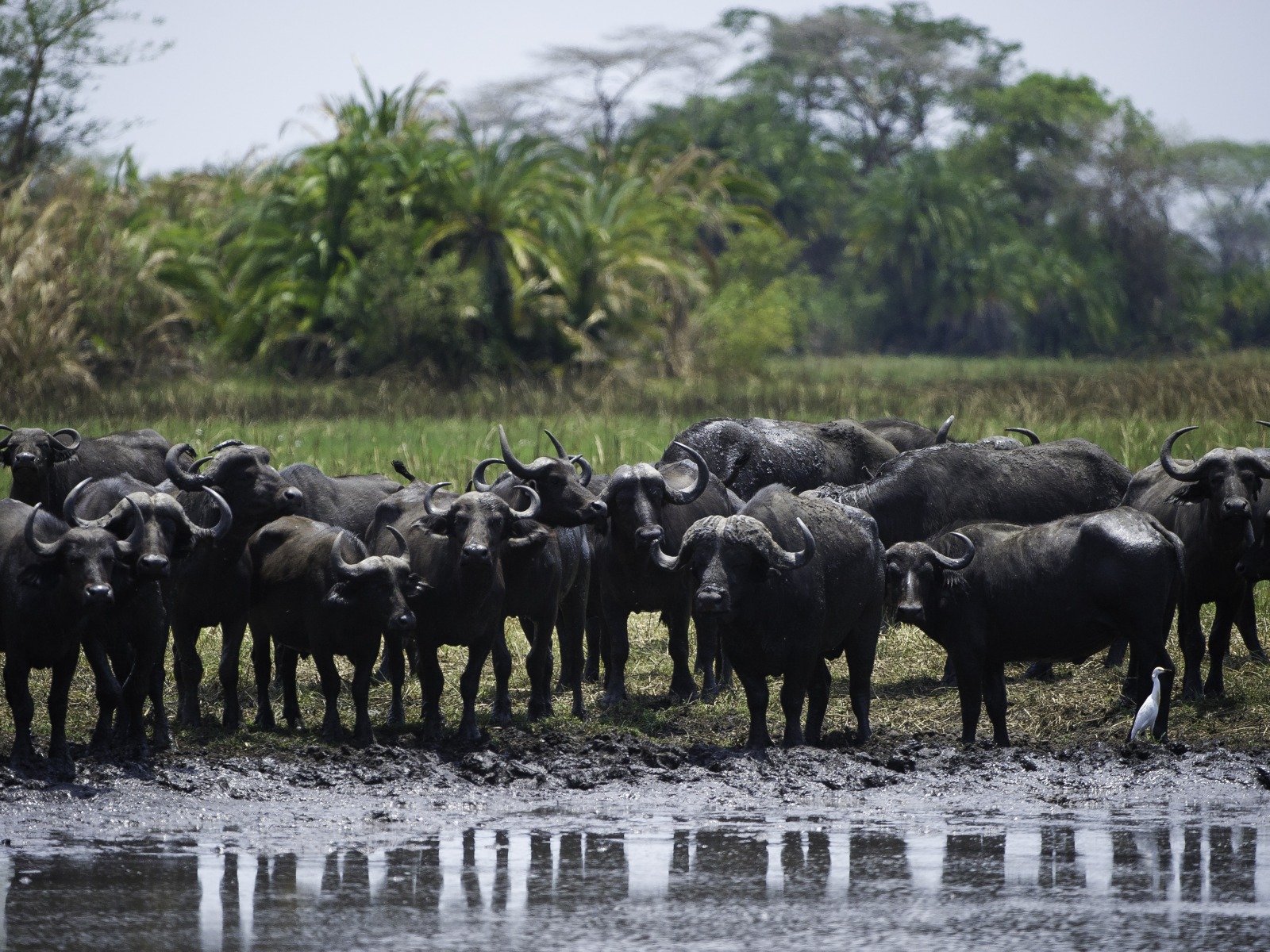 Busanga Bush Camp, Kafue, Kafue National Park, Kafue Nationalpark, Safari, Wilderness Safaris, Büffel, Herde, Tiere, Trockenzeit, Wasserbüffel, Wasserloch